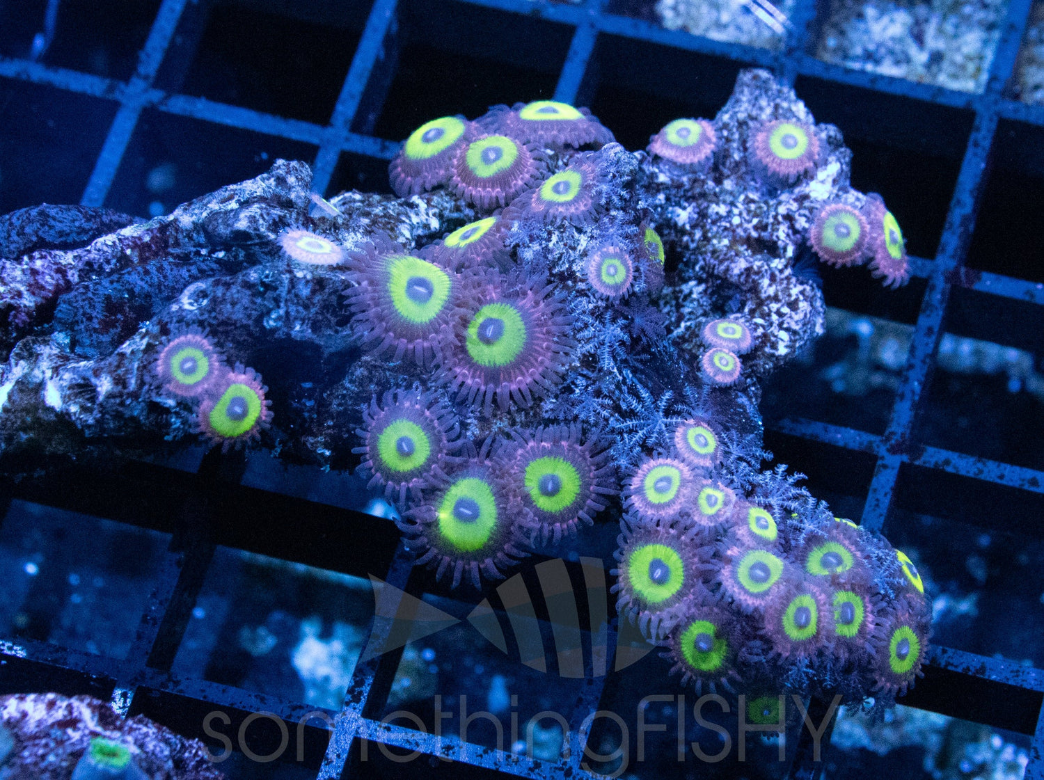 Chucky's Bride Paly/Zoa