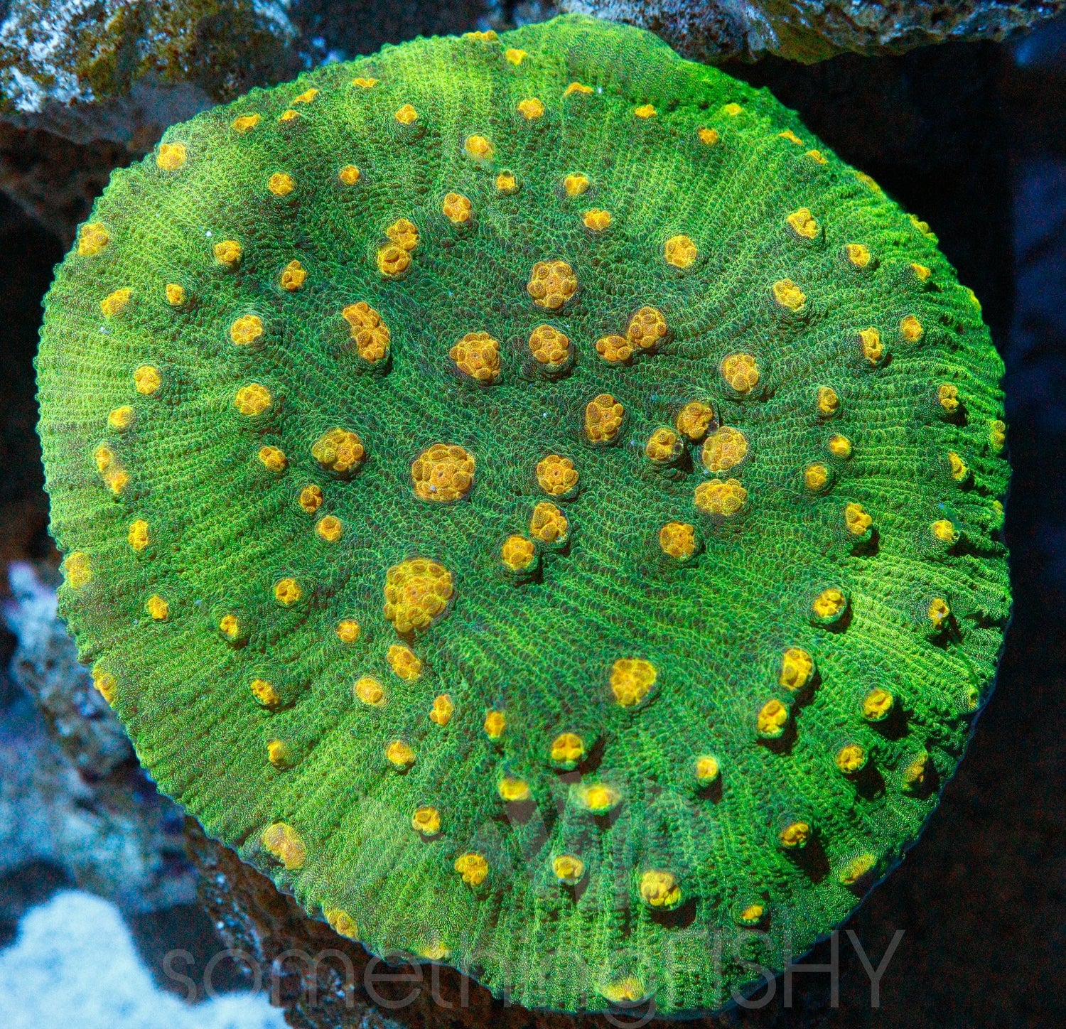 Space Invader Chalice