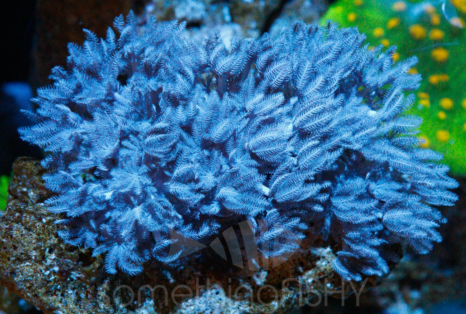 Pulsing Xenia Coral