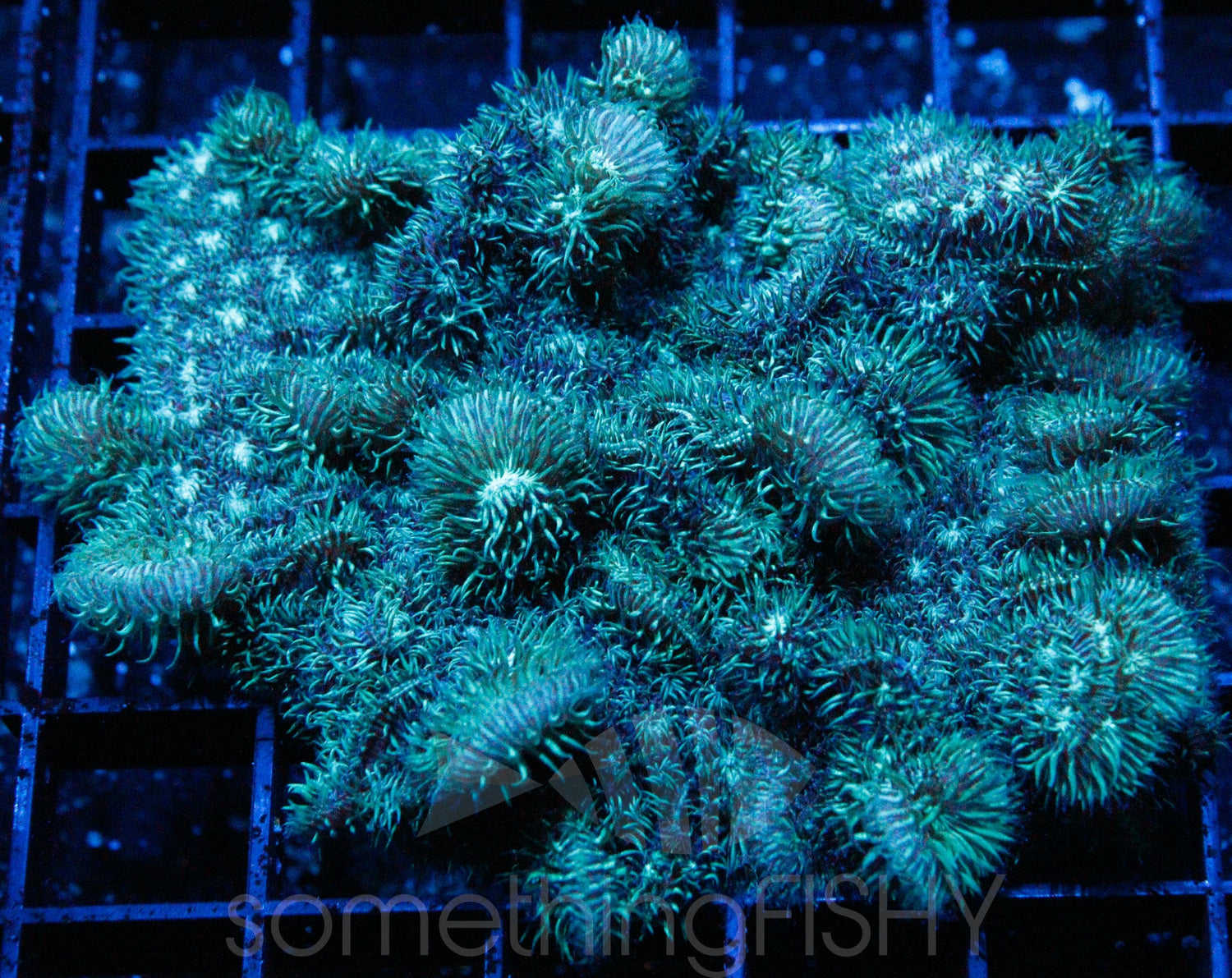 Fuzzy Green Pavona SPS Coral