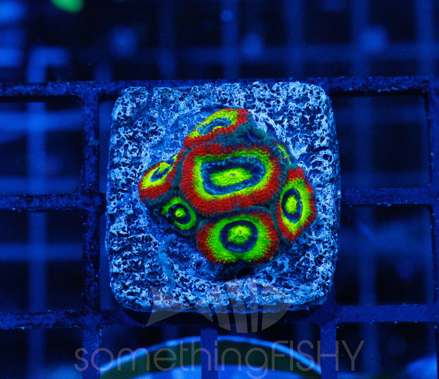 Holy Grail Micromussa Coral