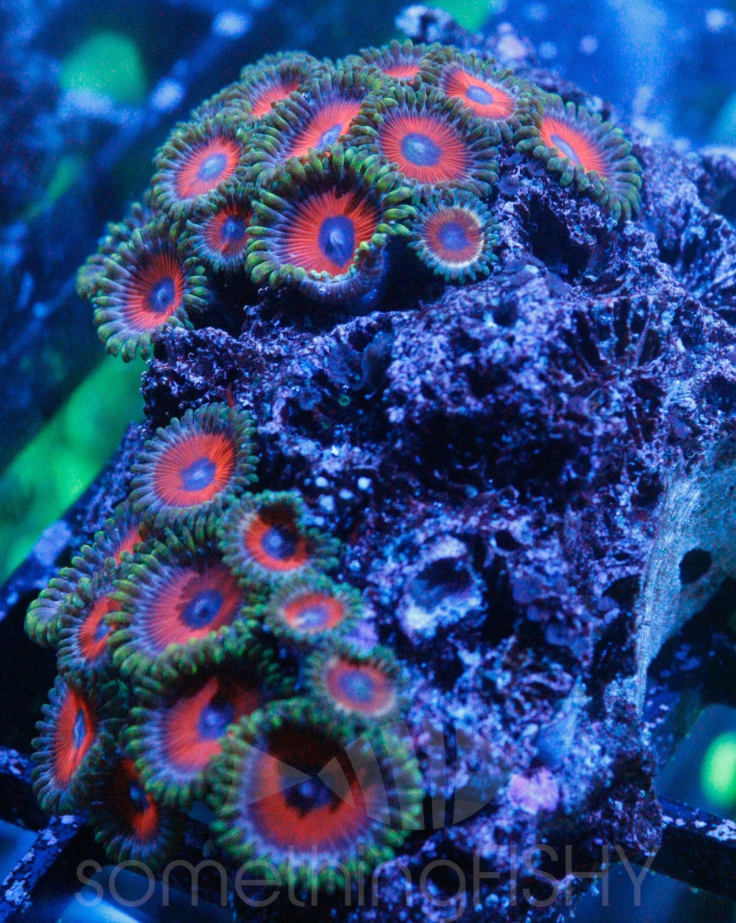 Eagle Eye Paly/Zoa