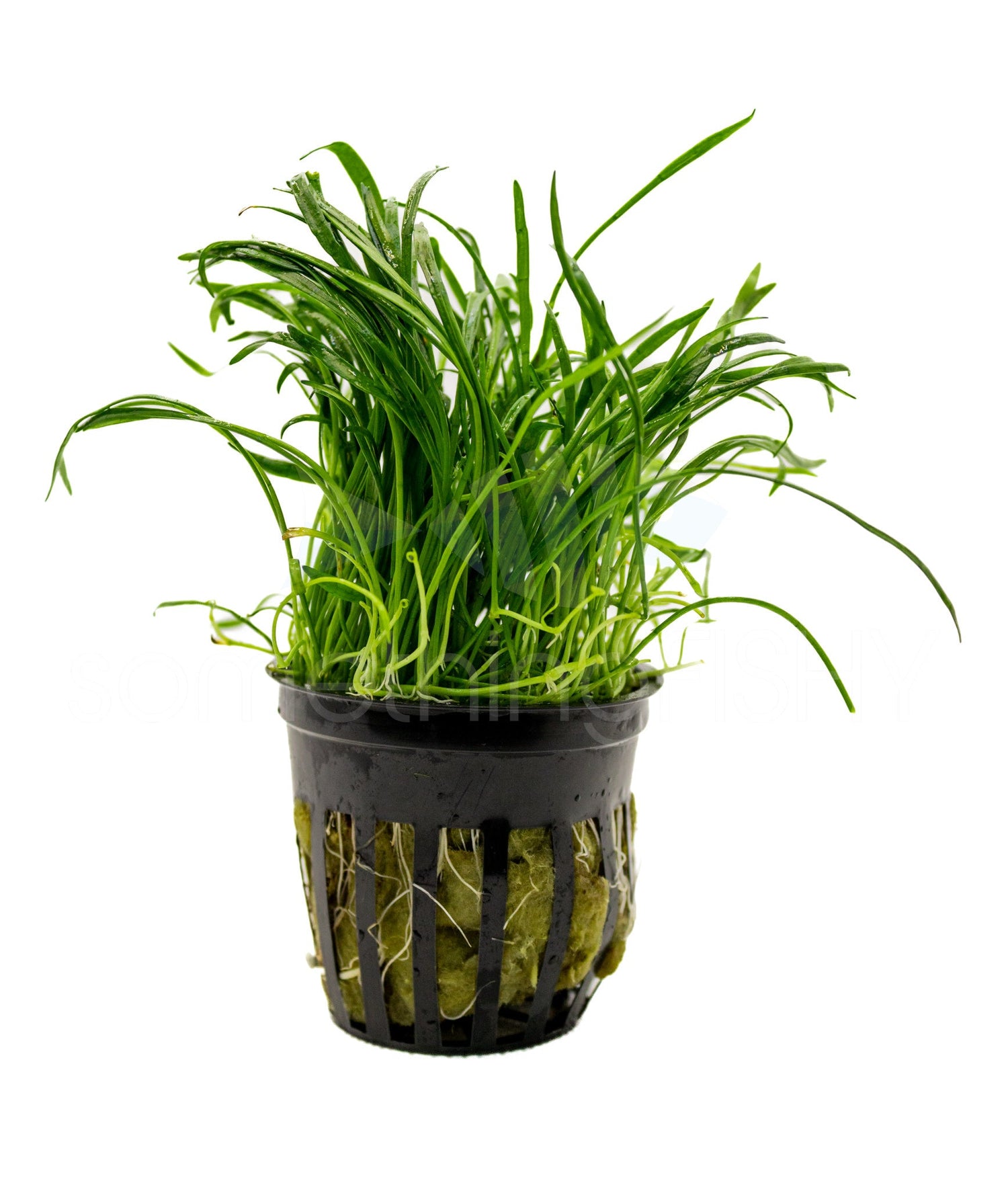 Micro Sword Plant Pot