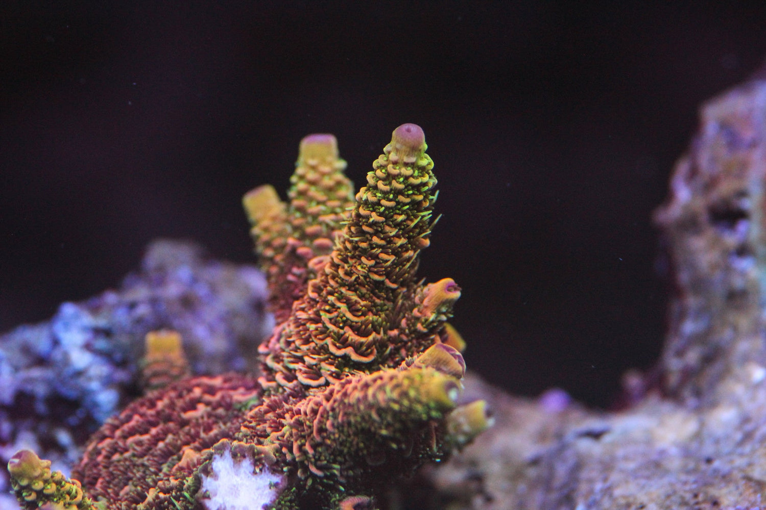 Rainbow Millepora