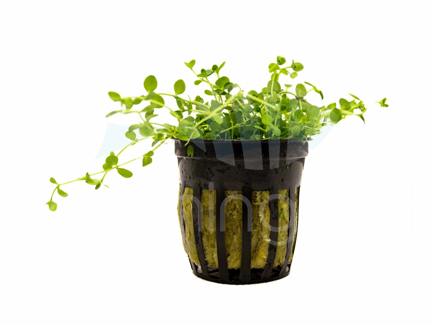 Monte Carlo Plant Pot
