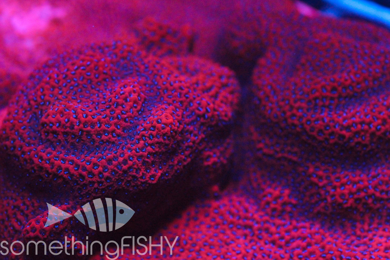 Mystic Sunset Montipora