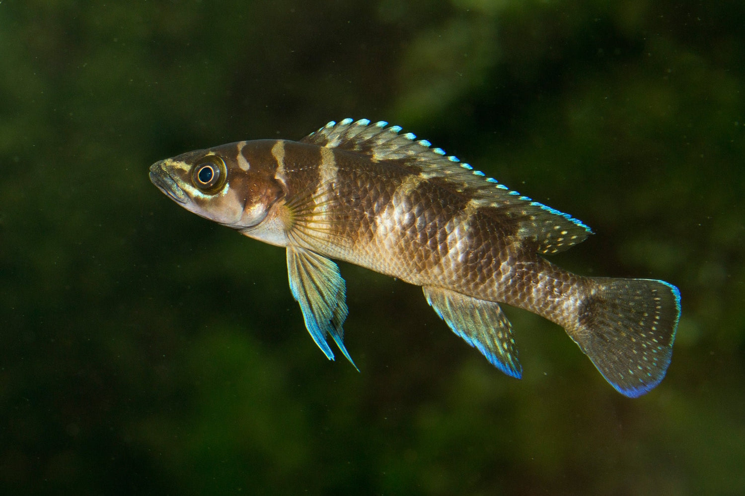 Neolamprologus Cylindricus Cichlid