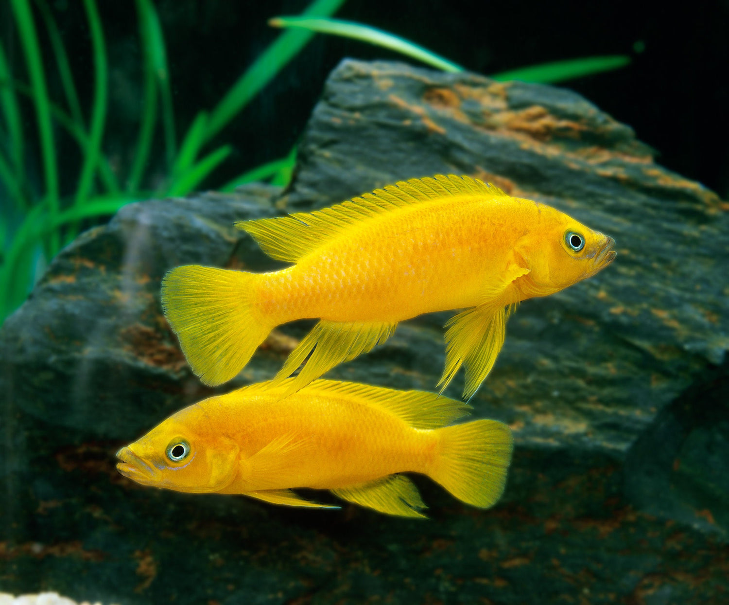 Neolamprologus Leleupi Cichlid