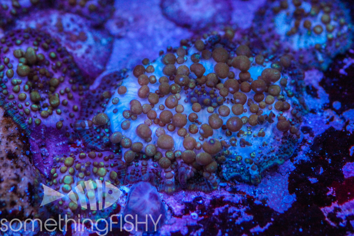 Lava Lamp Bounce Mushroom