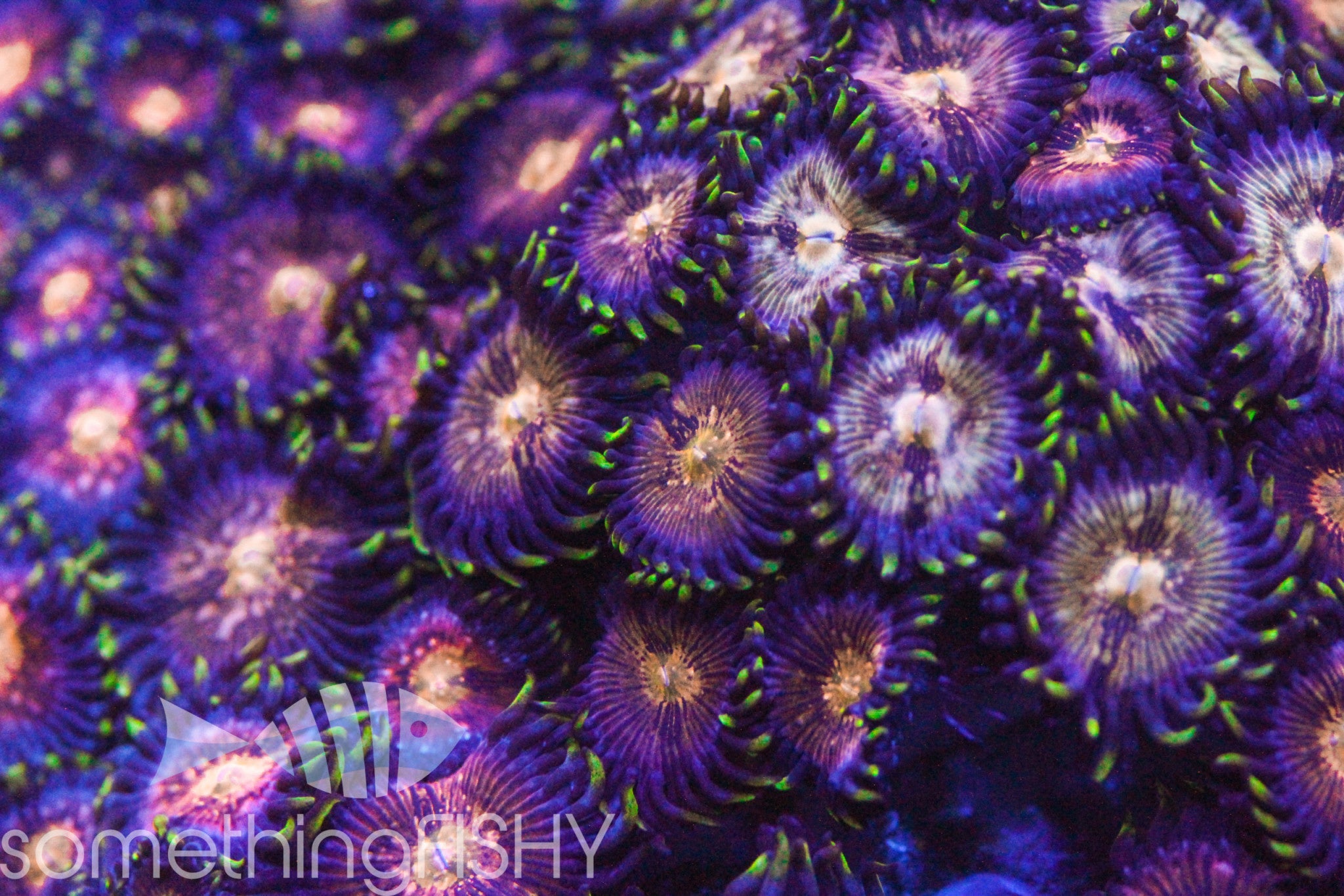 Nirvana Paly/Zoa – SomethingFishyLLC
