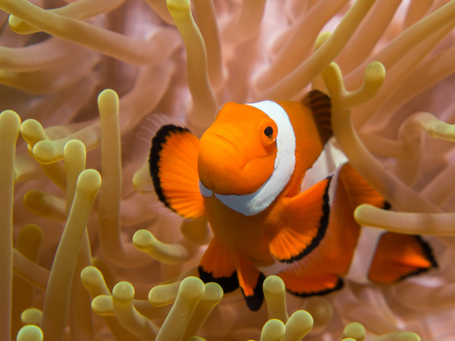 Ocellaris Clownfish