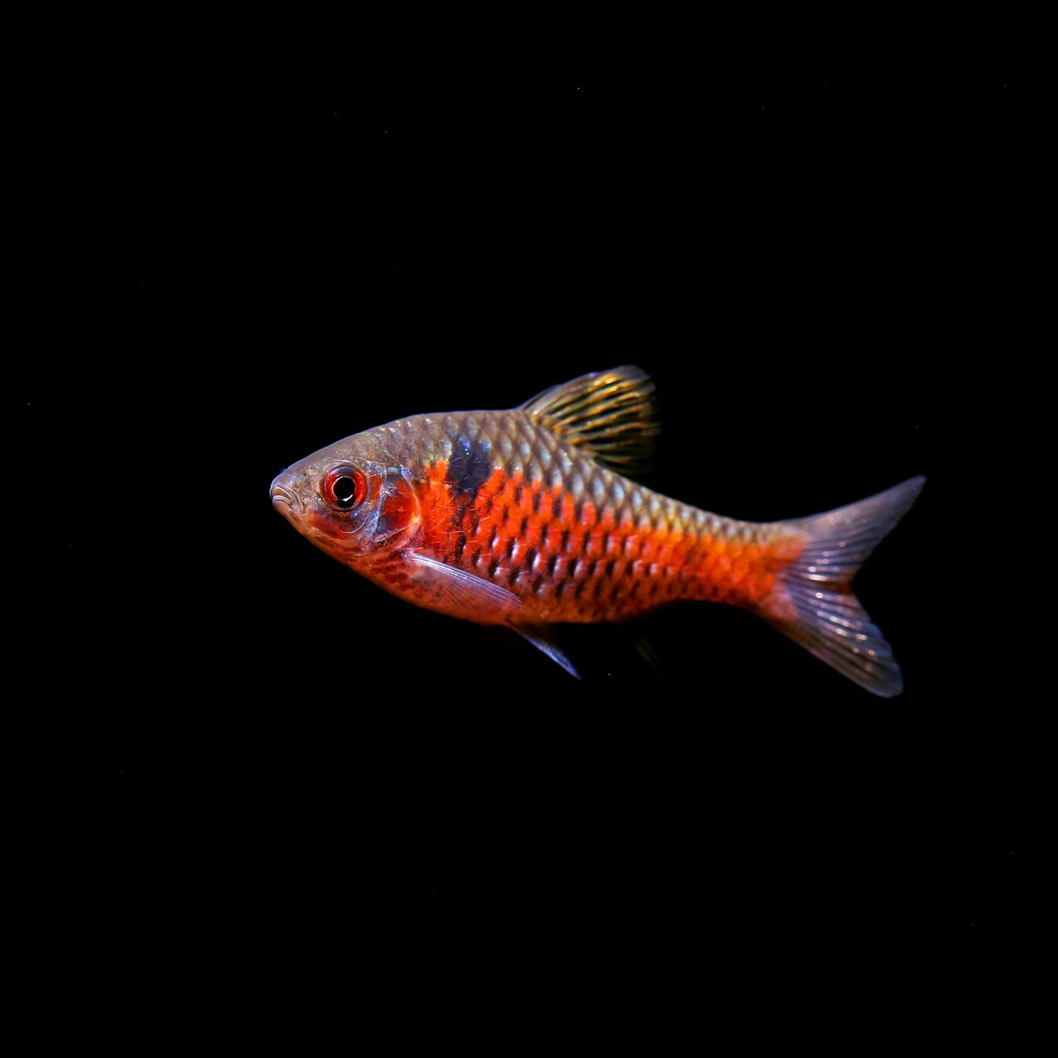 Odessa Barb