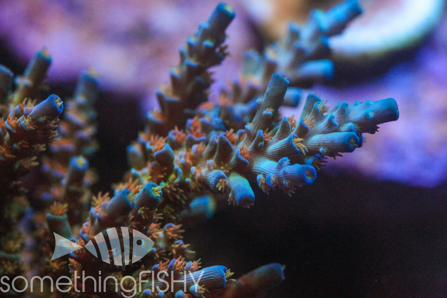 SC Orange Passion Acropora