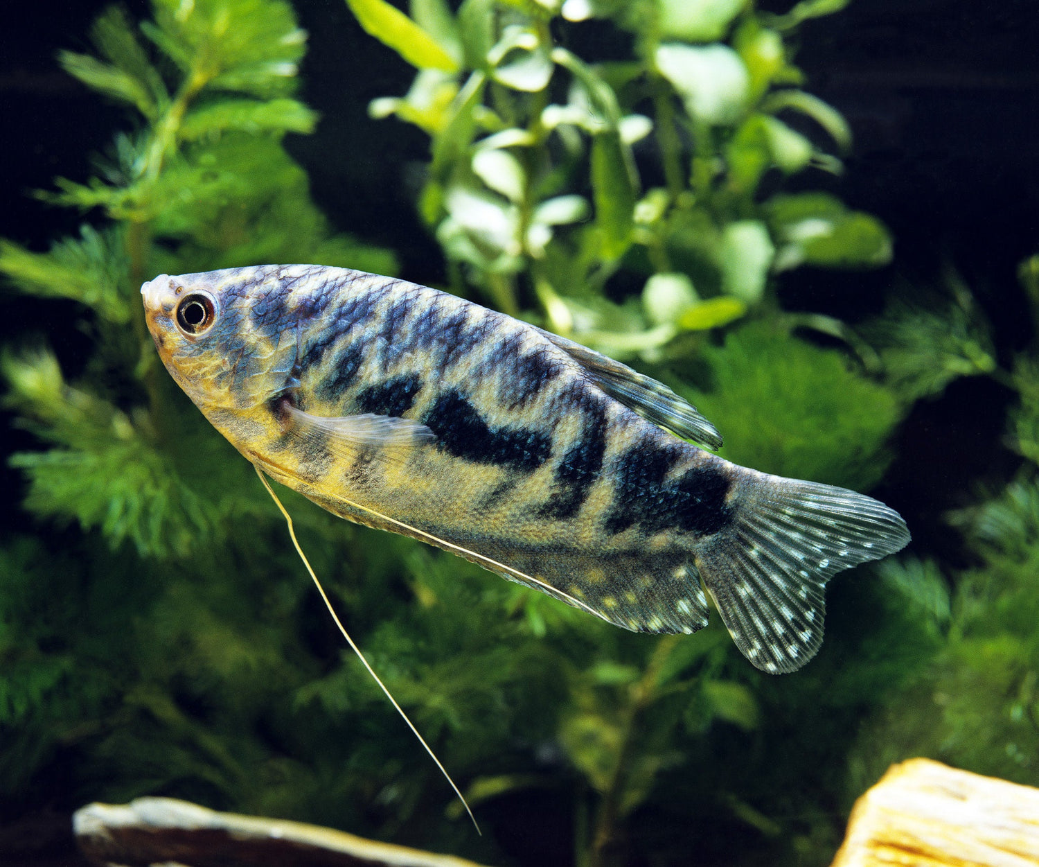 Opaline Gourami