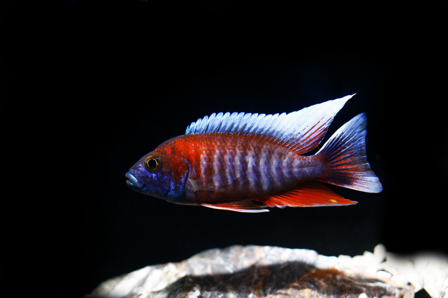 Jacobfreiberi Otter Point Cichlid LG