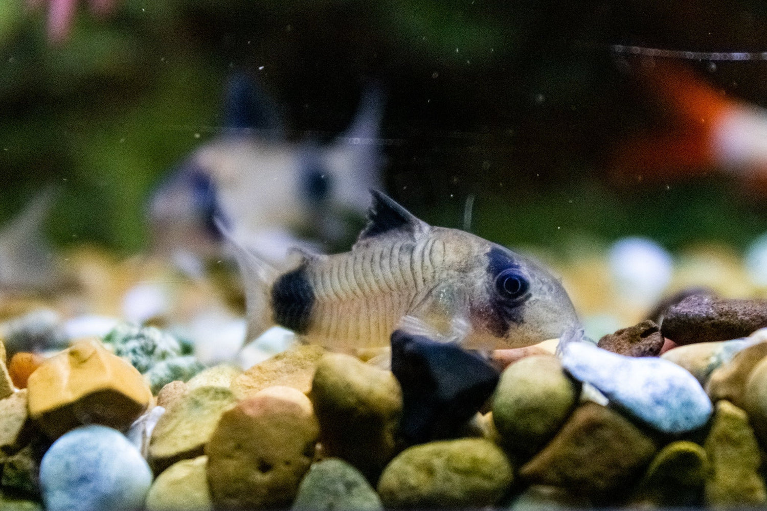 Panda Corydoras