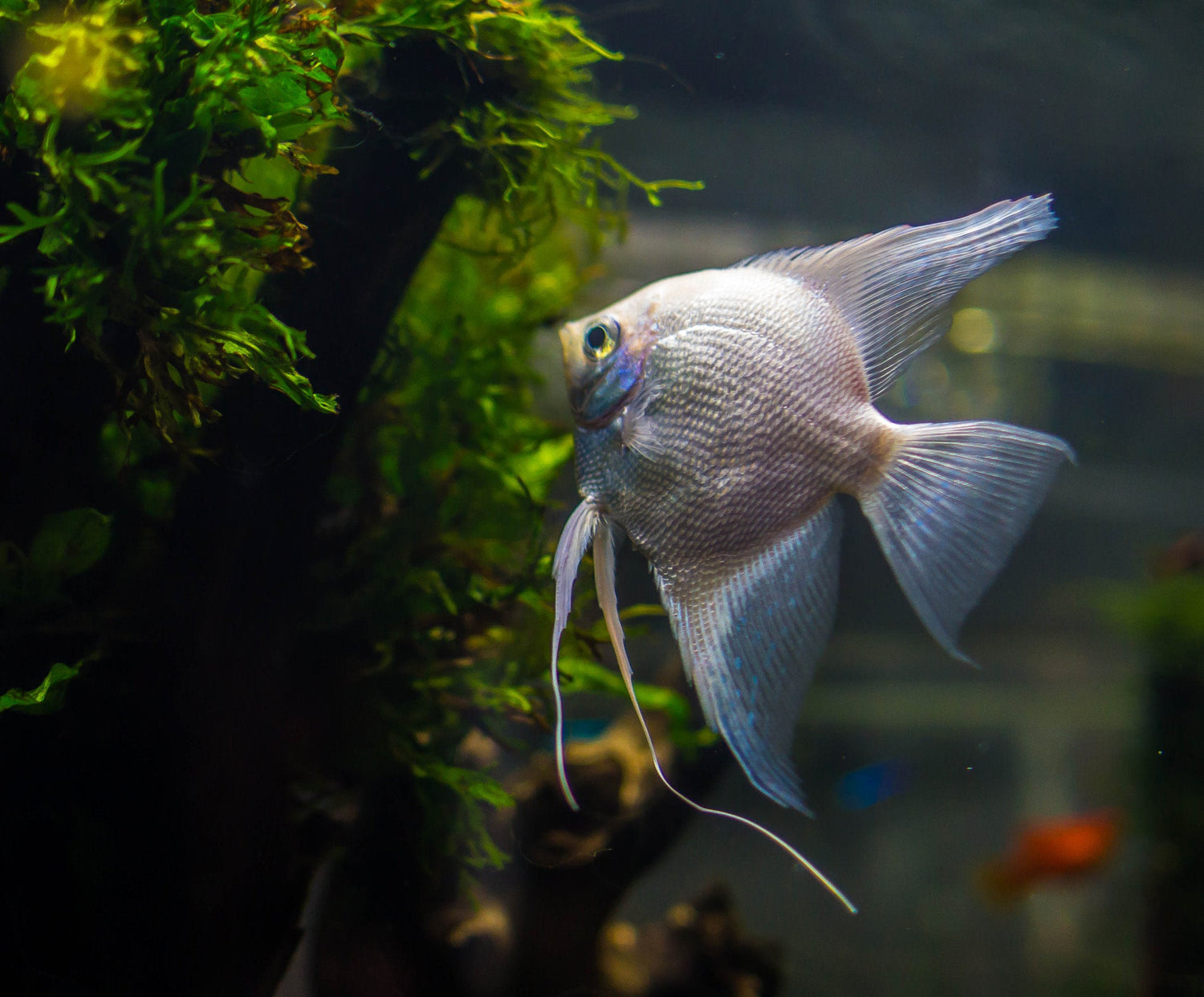 Platinum Angelfish