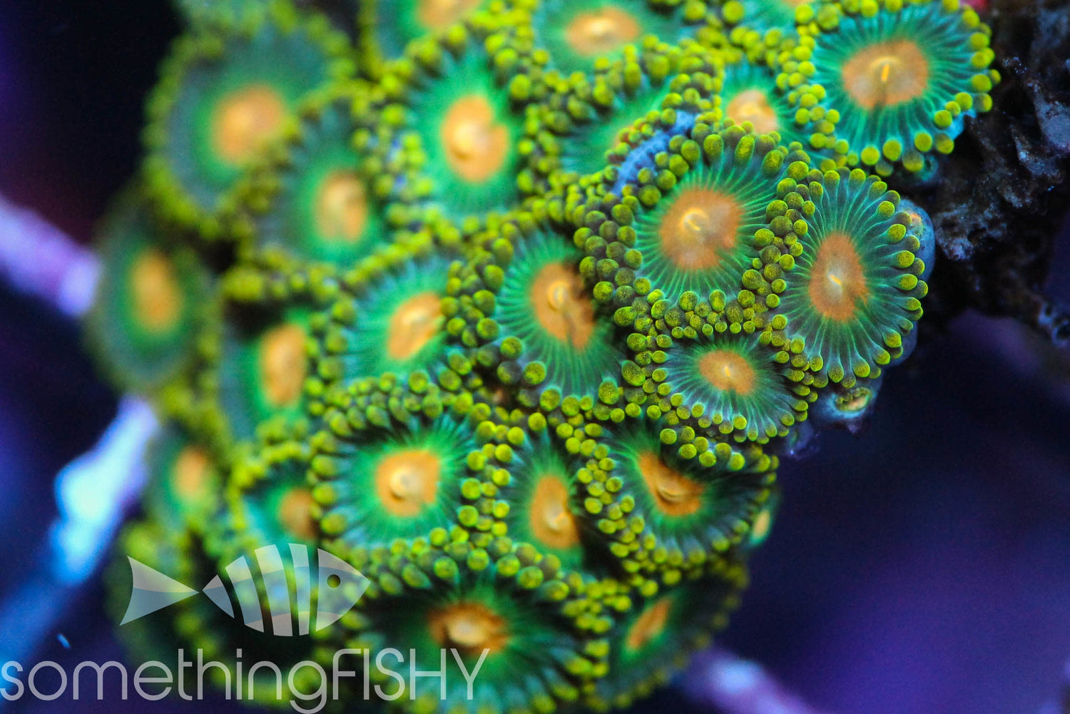 Green Bay Packers Paly/Zoa