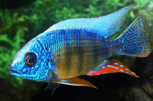 Albino Taiwan Reef Cichlid