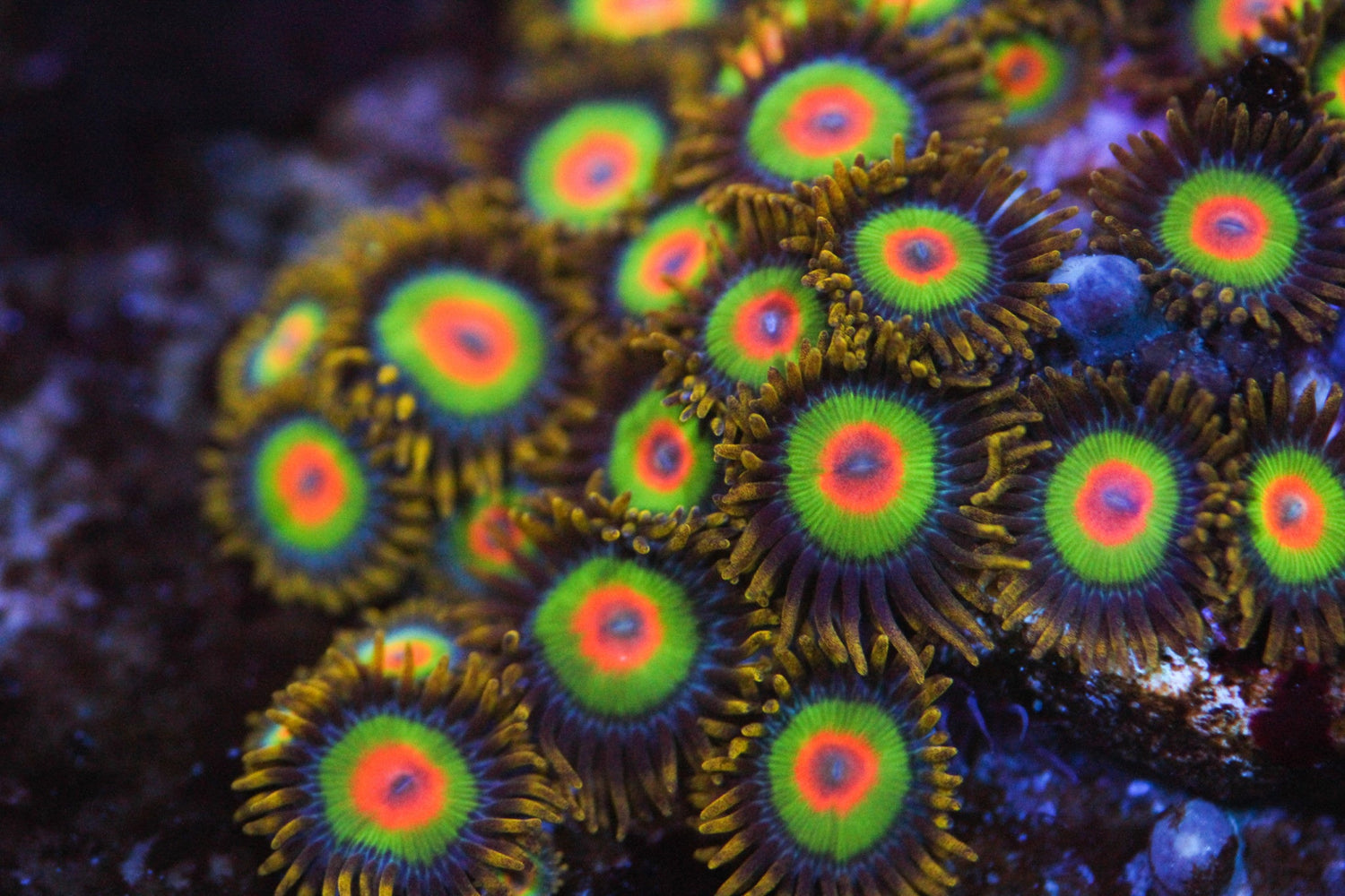 Rasta Paly/Zoa