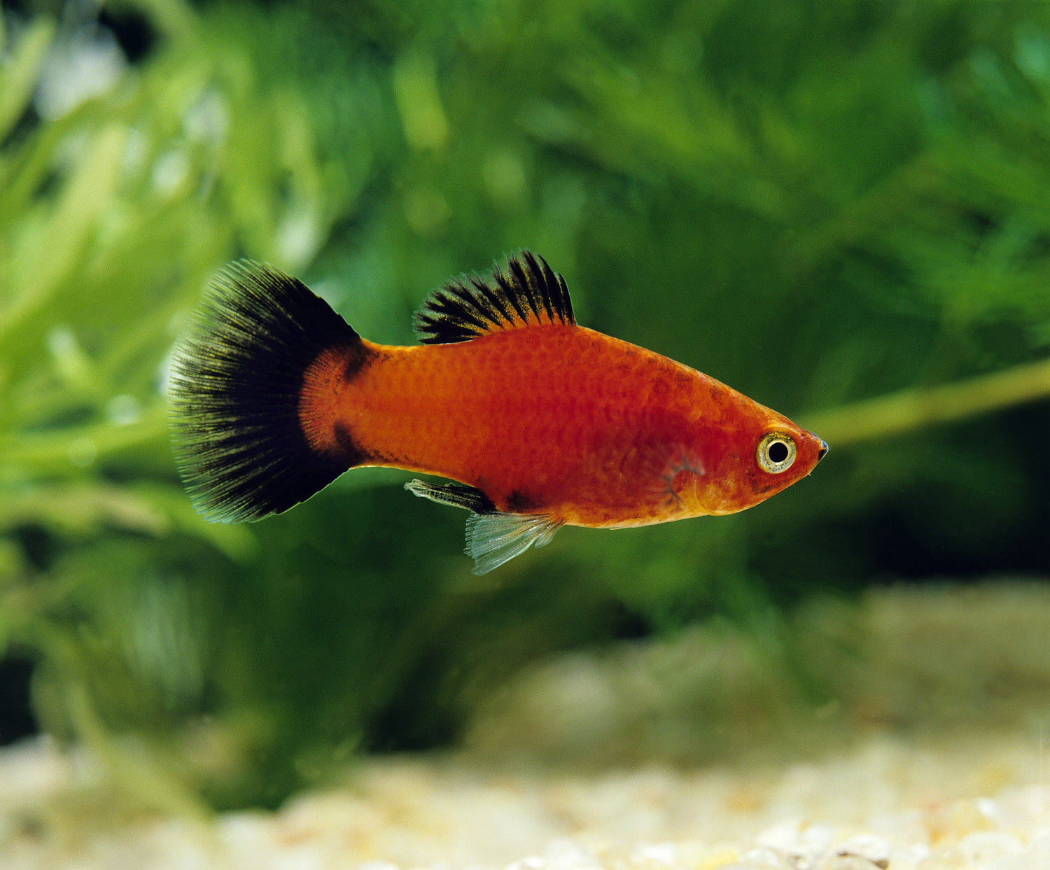Platy