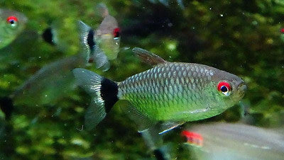Red Eye Tetra