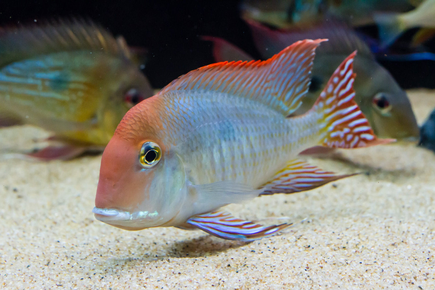 Geophagus Red Head Tapajo