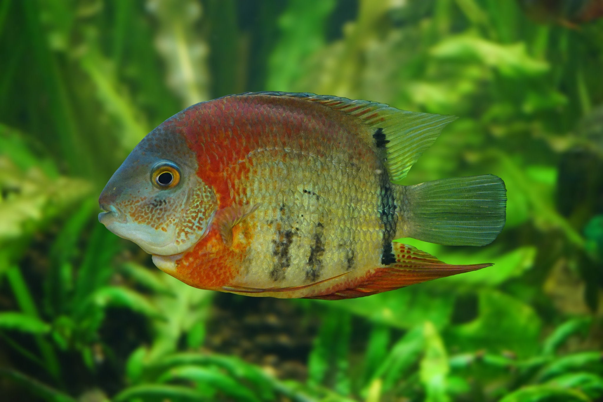 Red Shoulder Severum SomethingFishyLLC