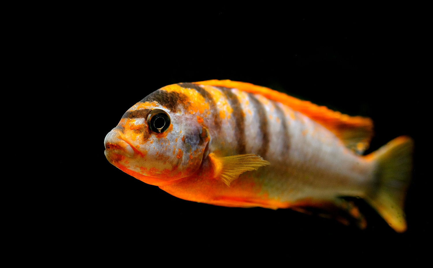 Labidochromis Red Top Hongi Cichlid 2