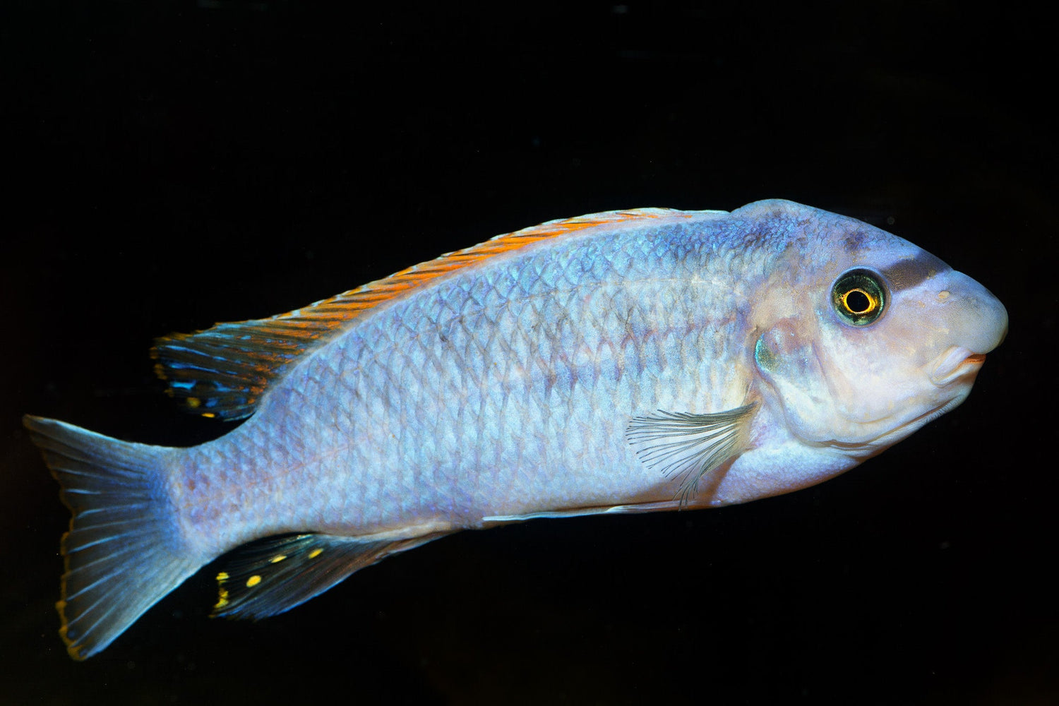 Labeotropheus Trewavasae Red Top Cichlid