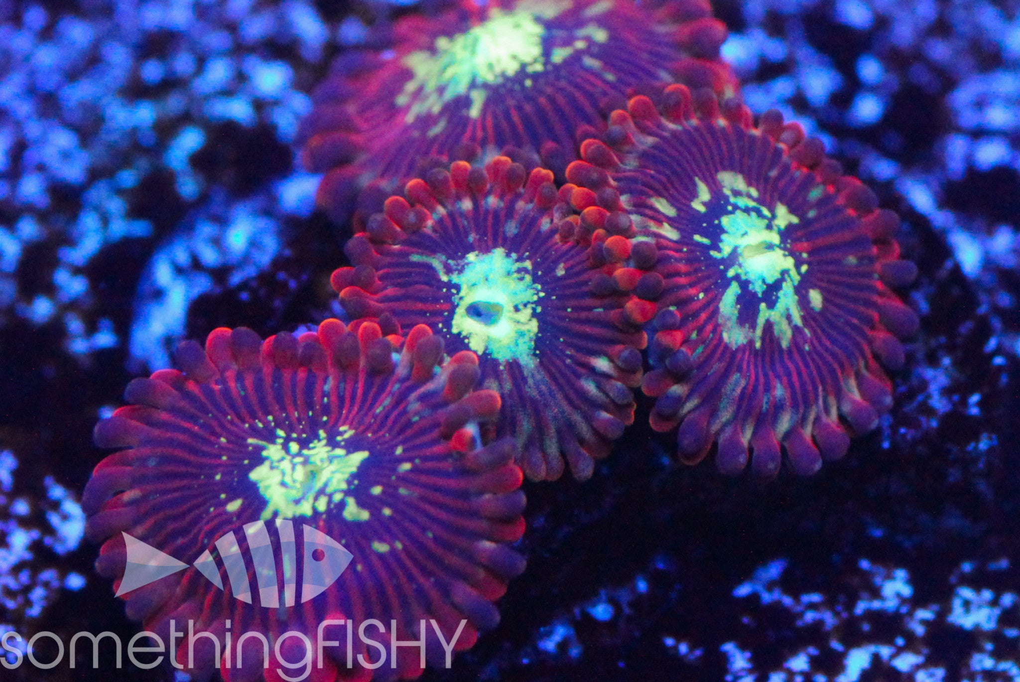 Magician Paly/Zoa  SomethingFishyLLC