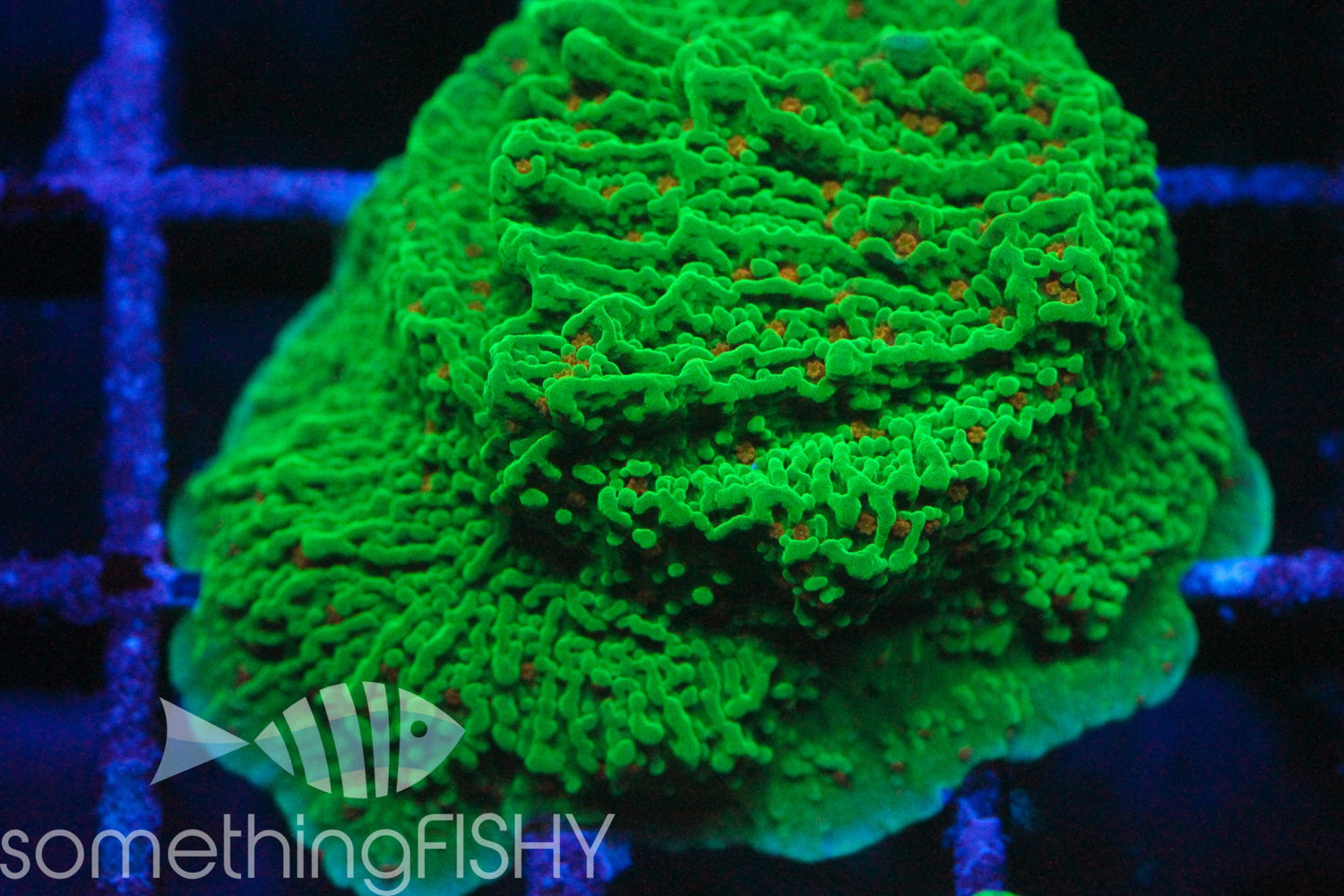 Seasons Greetings Montipora