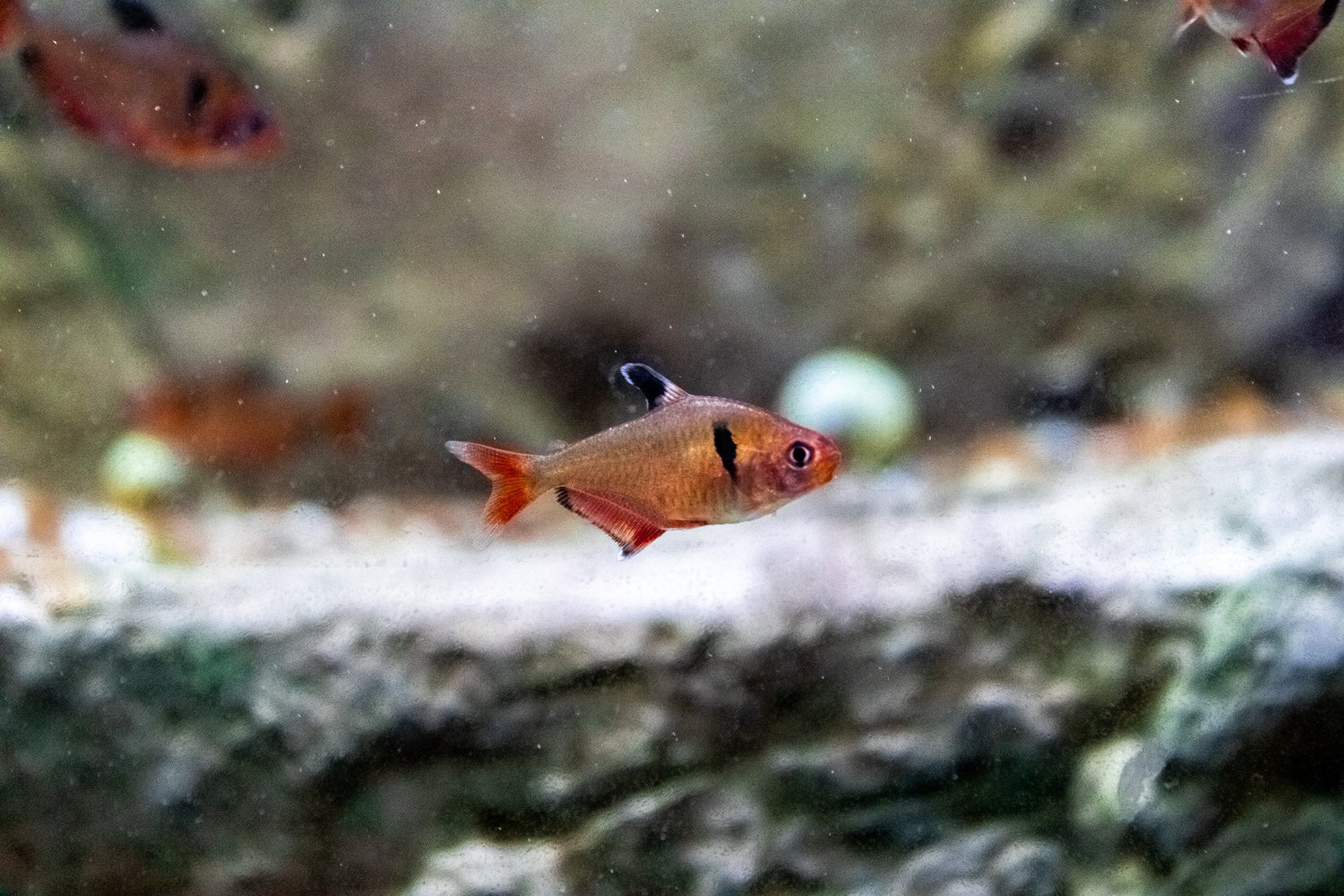 Serpae Tetra