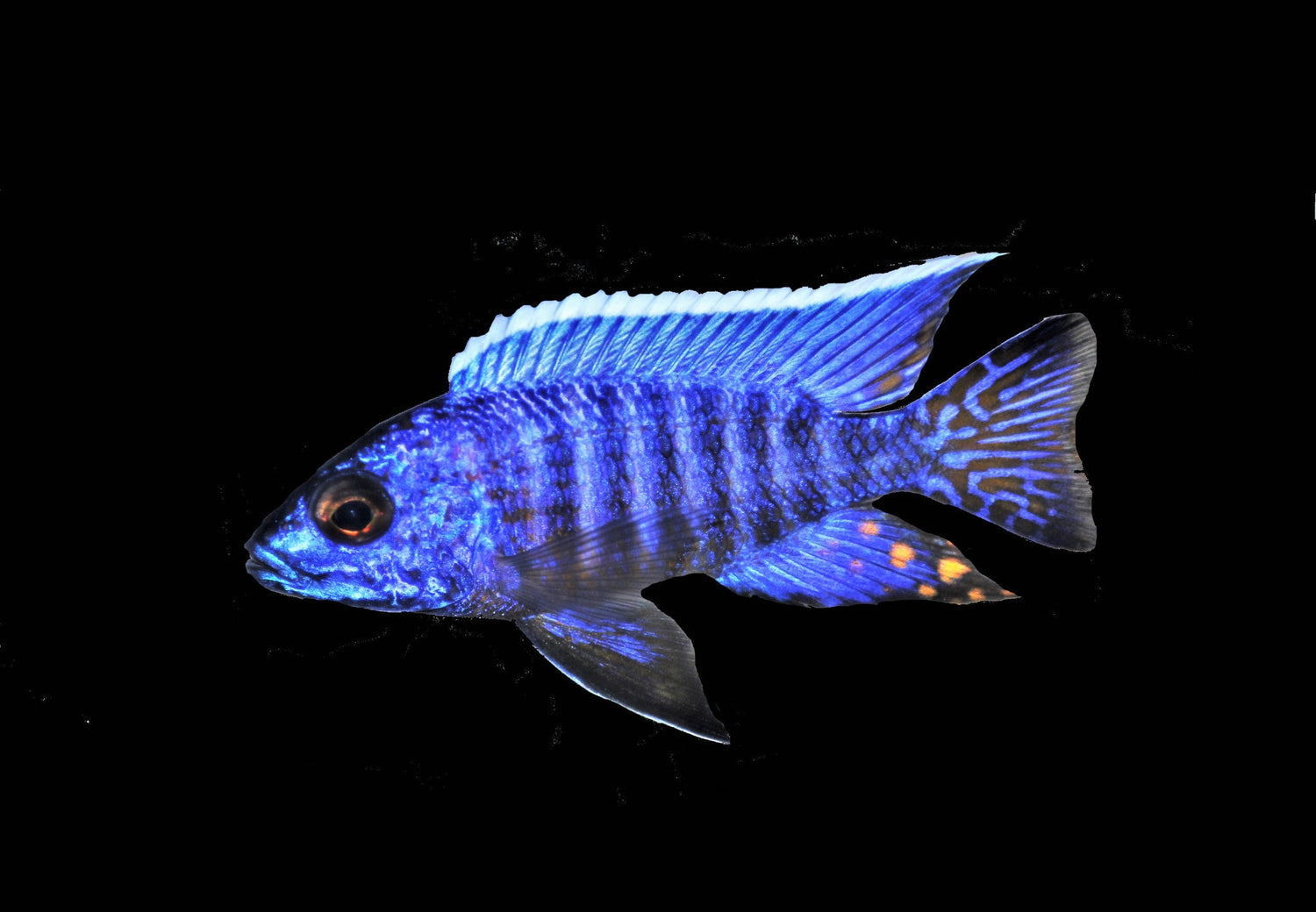 Regal Peacock Cichlid LG