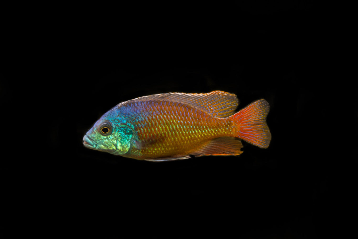 Red Empress Cichlid