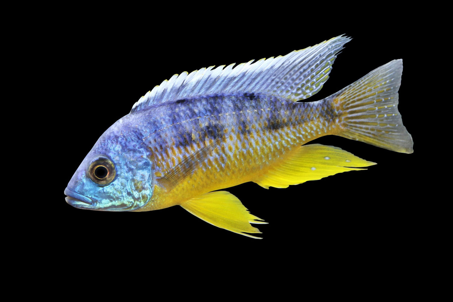 Protomelas Insignus Cichlid