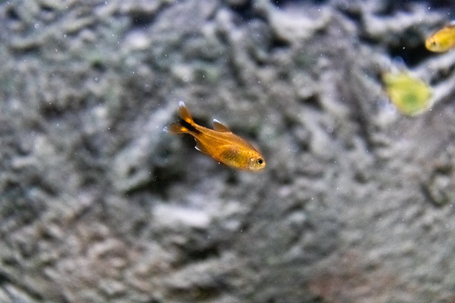 Silver Tip Tetra
