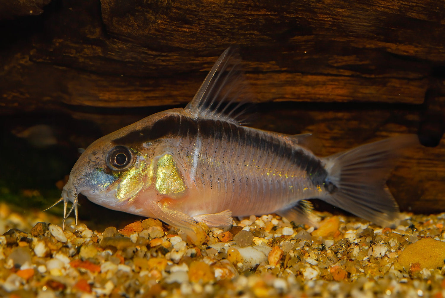 Skunk Corydoras