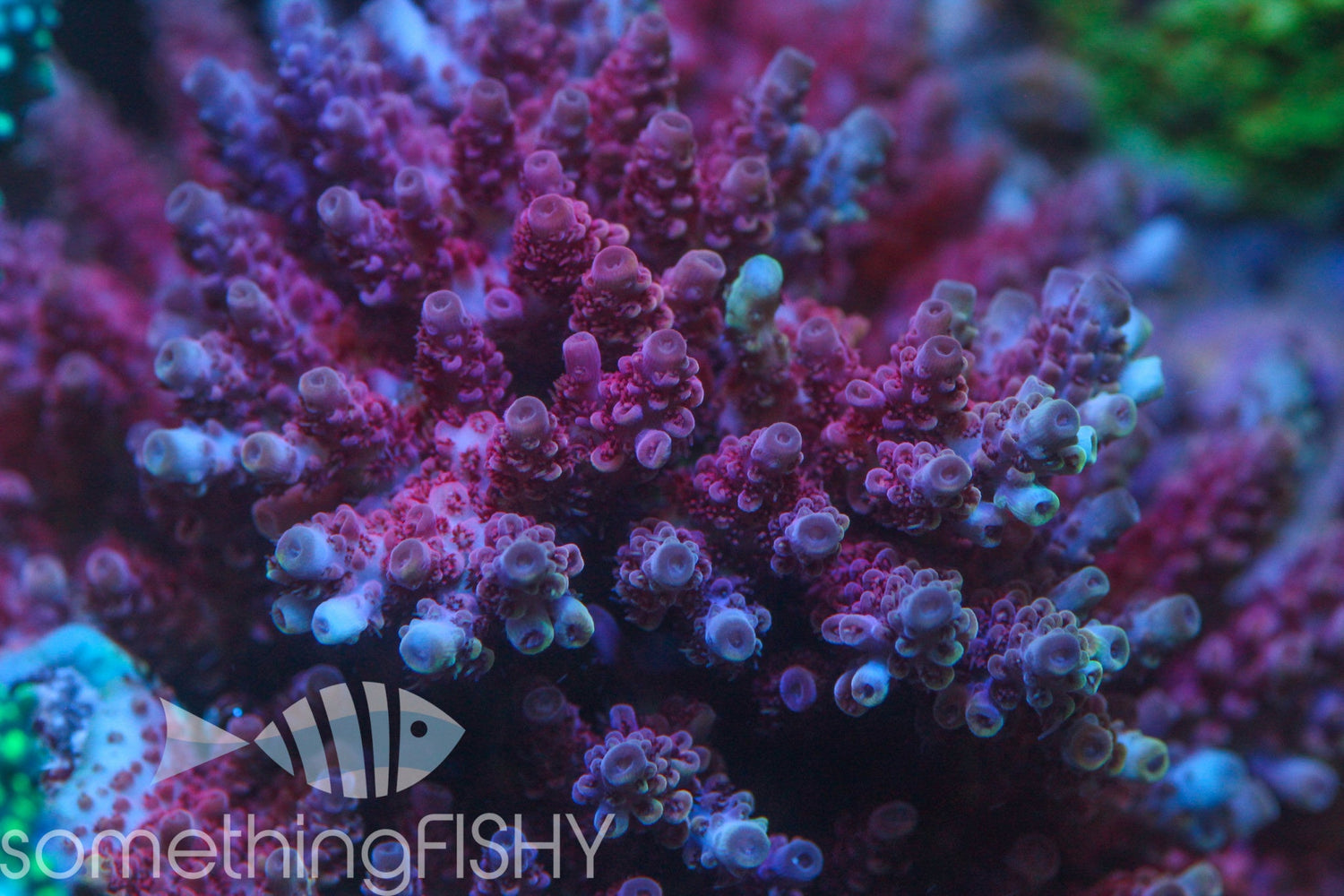 Princess Peach Acropora