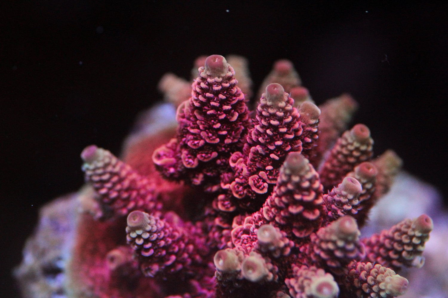 Slow Burn Acropora