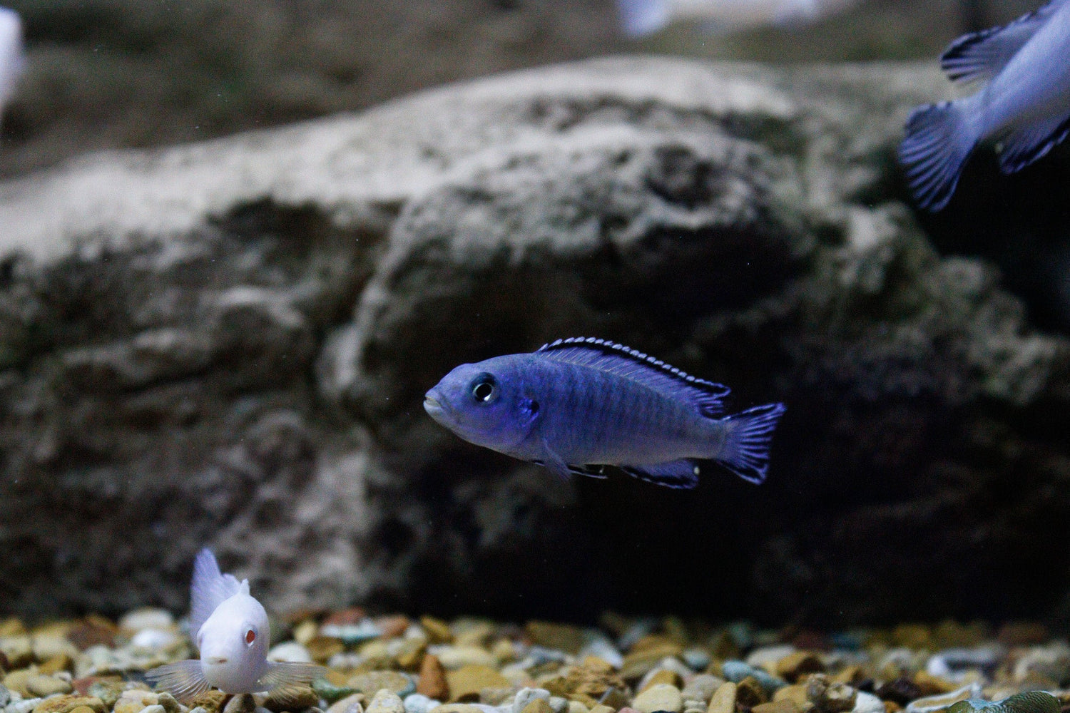 Pseudotropheus Socolofi