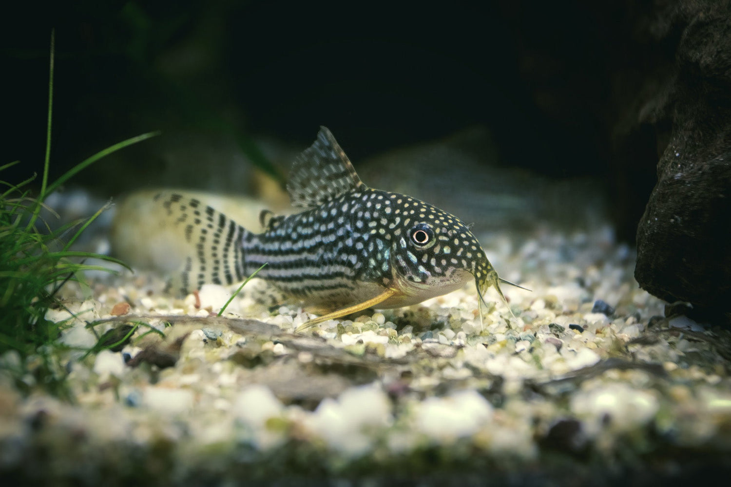 Sterbai Corydoras