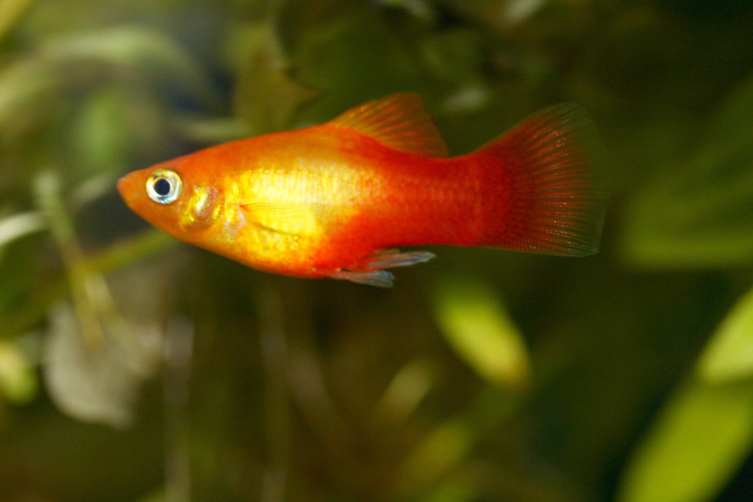 Sunburst Platy