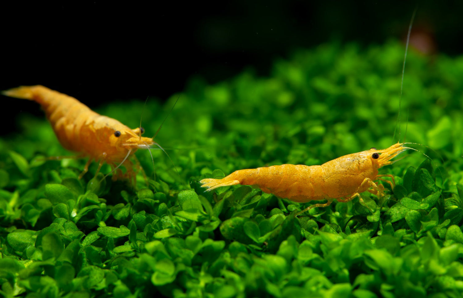 Sunkist Shrimp (NEOCARIDINA DAVIDI)