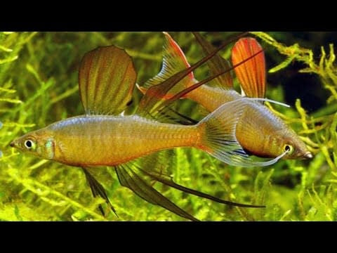 Threadfin Rainbow