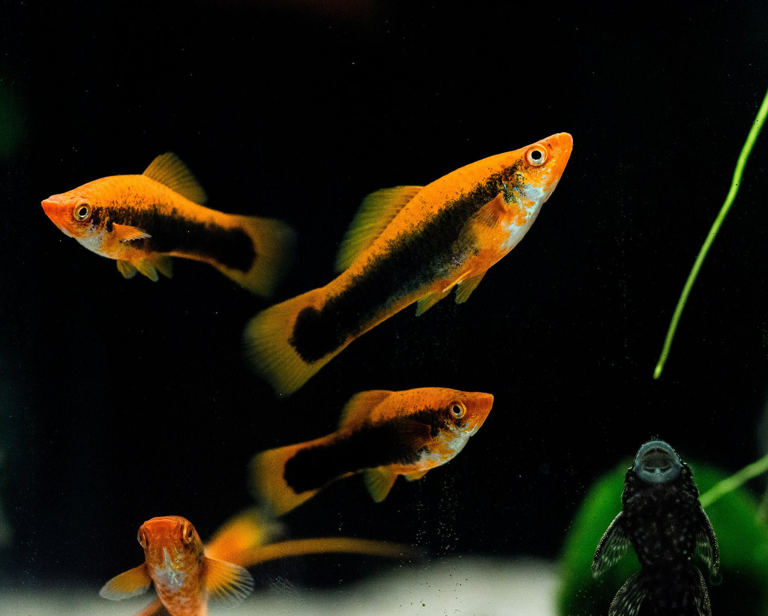 Tuxedo Swordtail