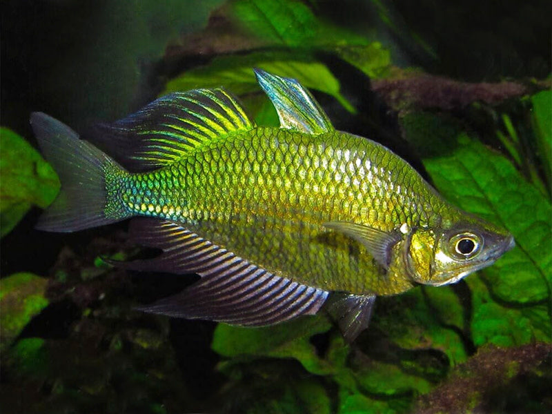 Wanamensis Green Rainbow