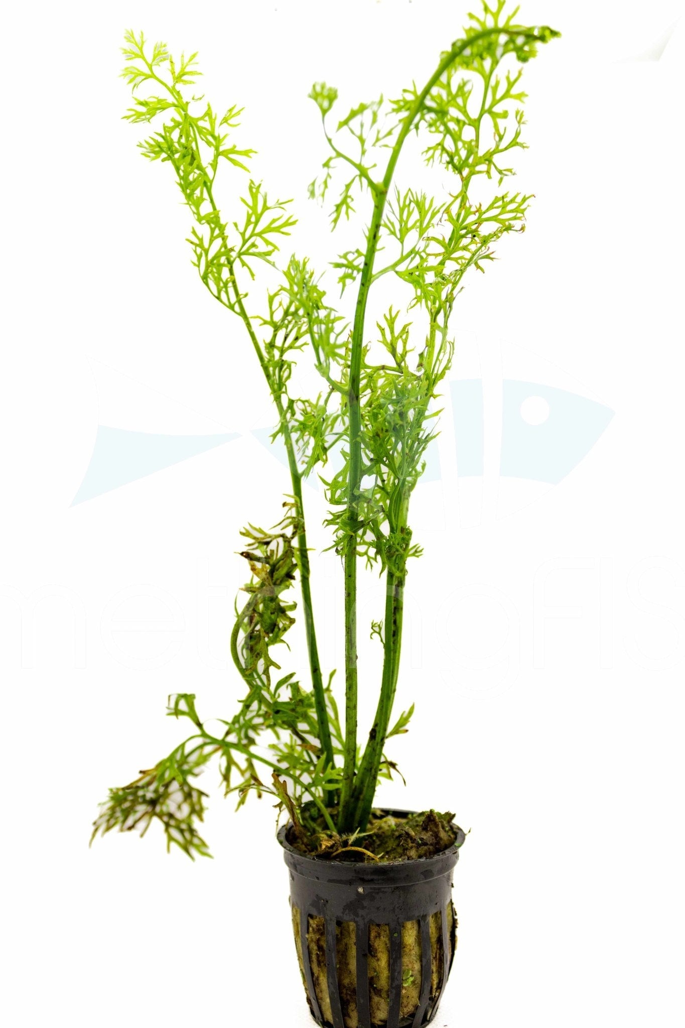 Water Sprite Plant Pot