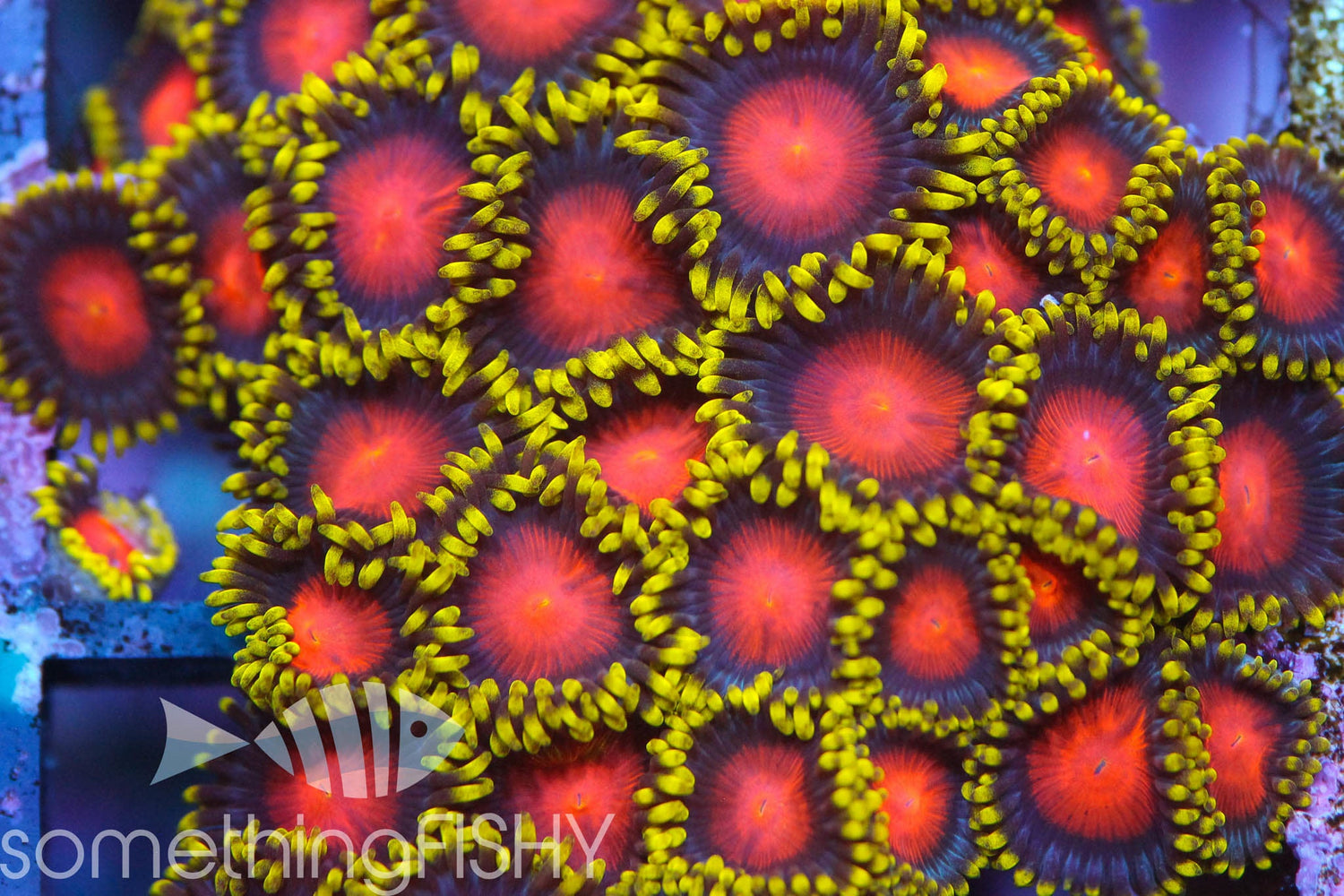 Yellow Brick Road Paly/Zoa