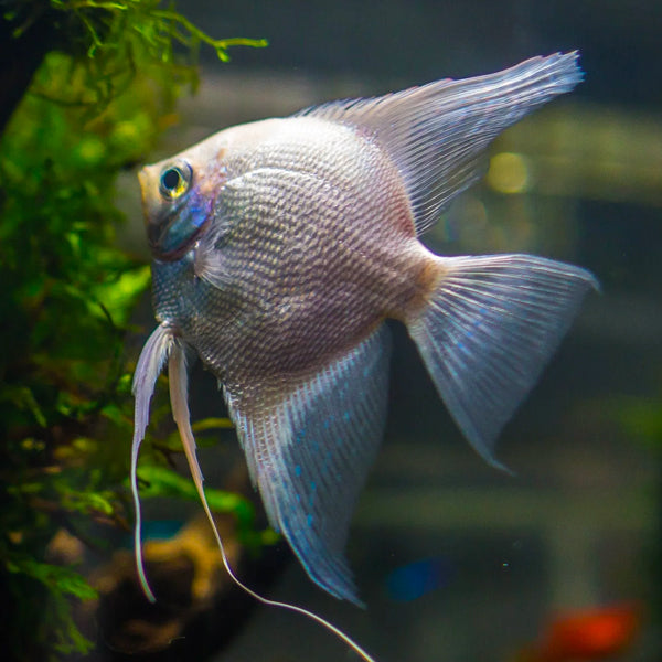 Angelfish